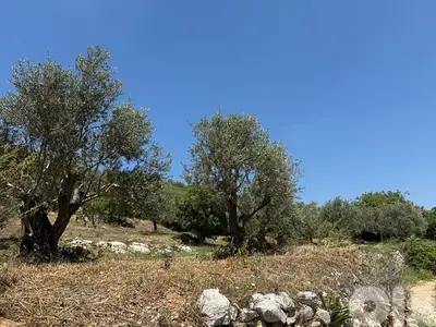 land for sale in Amioun