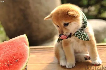 Cutest Shiba Inu Puppy Imported - We deliver - كلاب Cutest Shiba Inu Puppy Imported - We deliver - كلاب