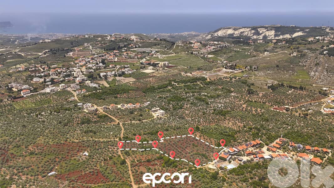 For Sale: Massive Olive Plot in Aafsdiq- Road Access,Electricity,water 0