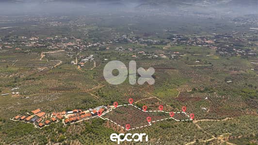 For Sale: Massive Olive Plot in Aafsdiq- Road Access,Electricity,water