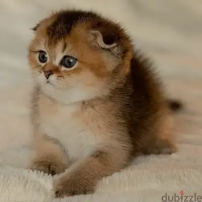 Sweetest Scottish Fold Golden Chinchilla Kitten/ cat قطط