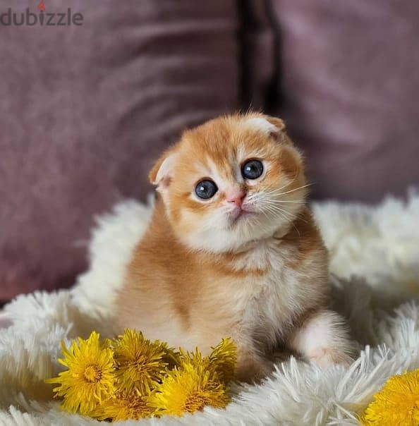 Pure Scottish Fold Golden Chinchilla Kitten/ cat قطط 0