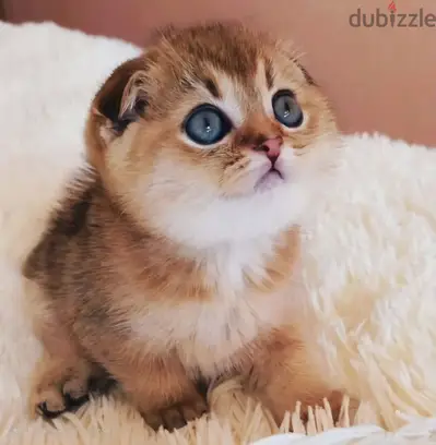 Scottish Fold Golden Chinchilla Kitten/ cat قطط
