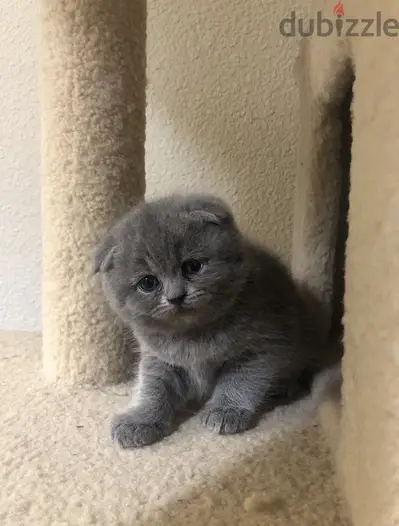 Scottish Fold Blue kitten
