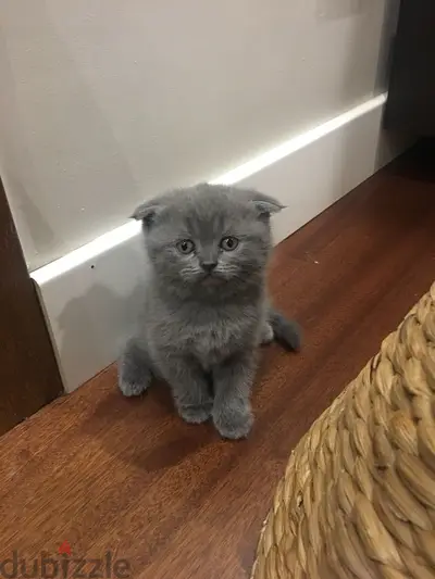 scottish fold blue grey