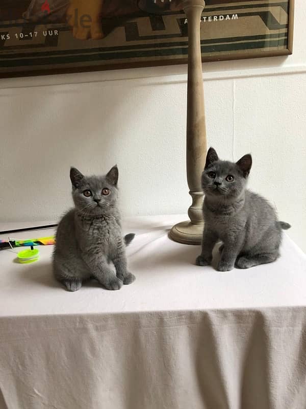 British shorthair kitten 0