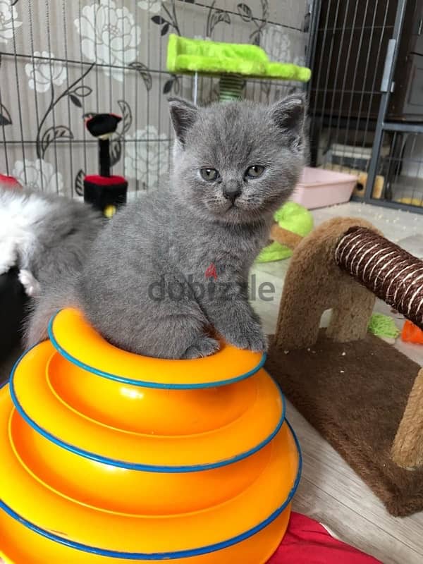 British shorthair delivery kitten 0