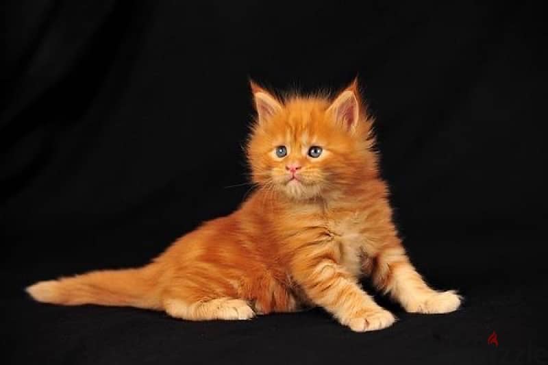 mainecoon maine coon imported 0