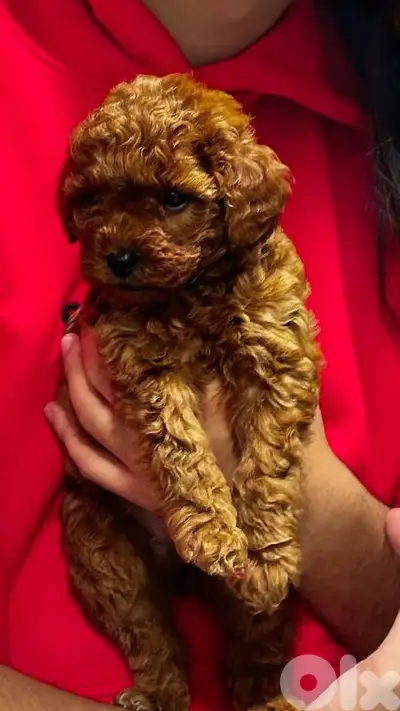 Intelligent Poodle Puppies Available in Store & Delivery