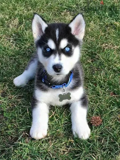 Stunning Huskies Puppies Available/Dog/Delivery/High Quality/Delivery