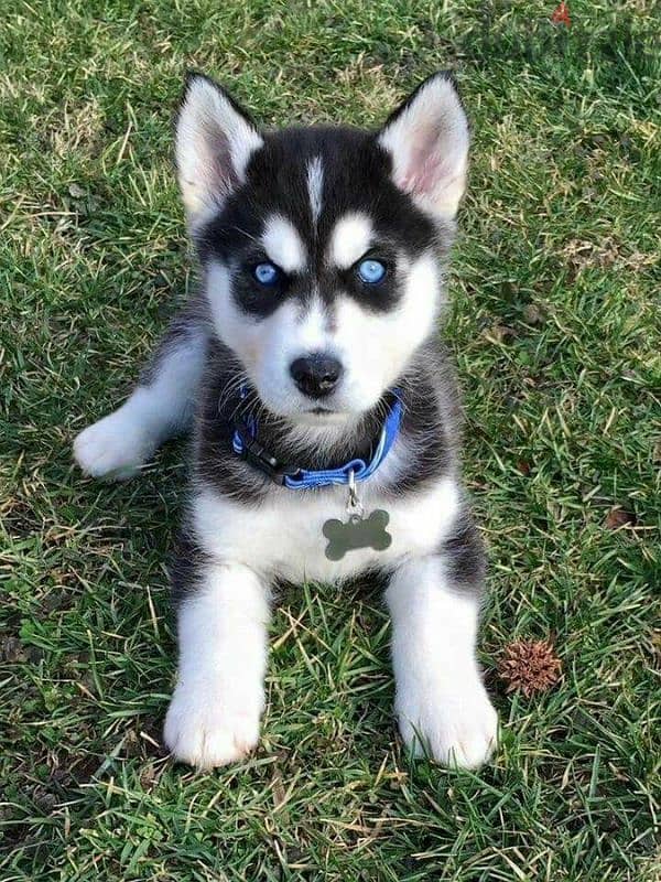 Stunning Huskies Puppies Available/Dog/Delivery/High Quality/Delivery 0