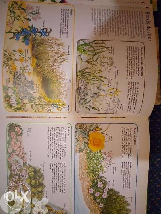 Alice et j'observe les fleurs. 2