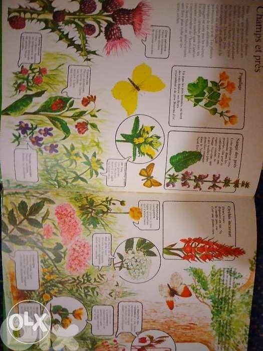 Alice et j'observe les fleurs. 3