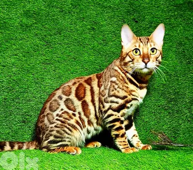 bengal cat for sale قطط بنغال للبيع