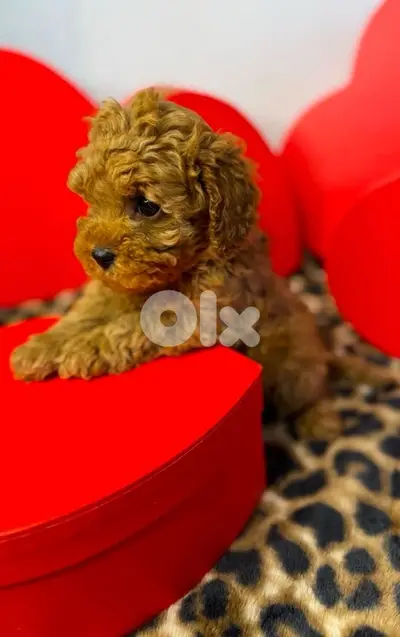 Red brown Toy Poodle puppy STAYS SMALL Delivery available Dog كلاب
