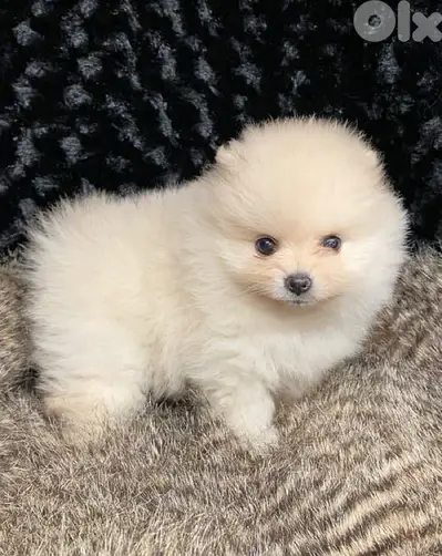 Pomeranian Teacup imported puppy delivery