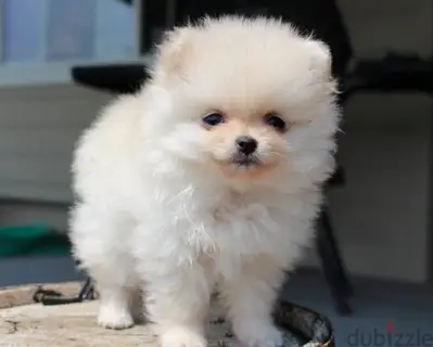Pomeranian imported Puppy SMALLEST size