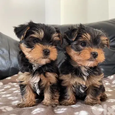 Yorkshire Terrier Puppies Available/ dog كلاب