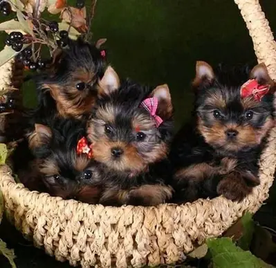 Tiny Yorkshire Terrier Puppies Available/ dog كلاب