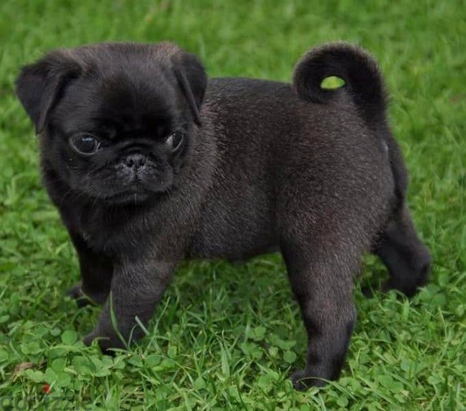Unique Small Pug Puppies Available/ dog كلاب 0