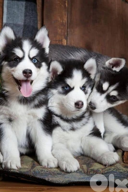 Beautiful Siberian Huskies Available in Store & Delivery 0
