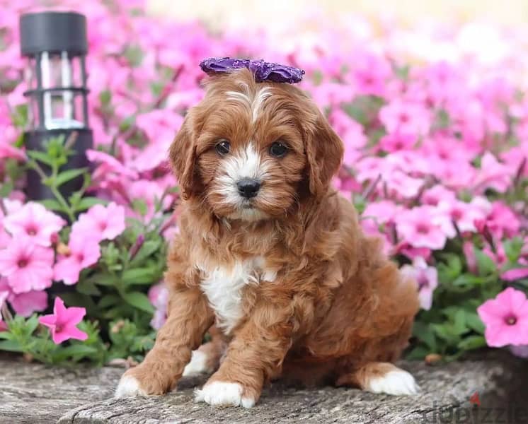 Cavapoo toy Imported delivery 0
