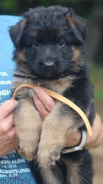 Purebred German Shepherd Showline Puppies/ dog كلاب