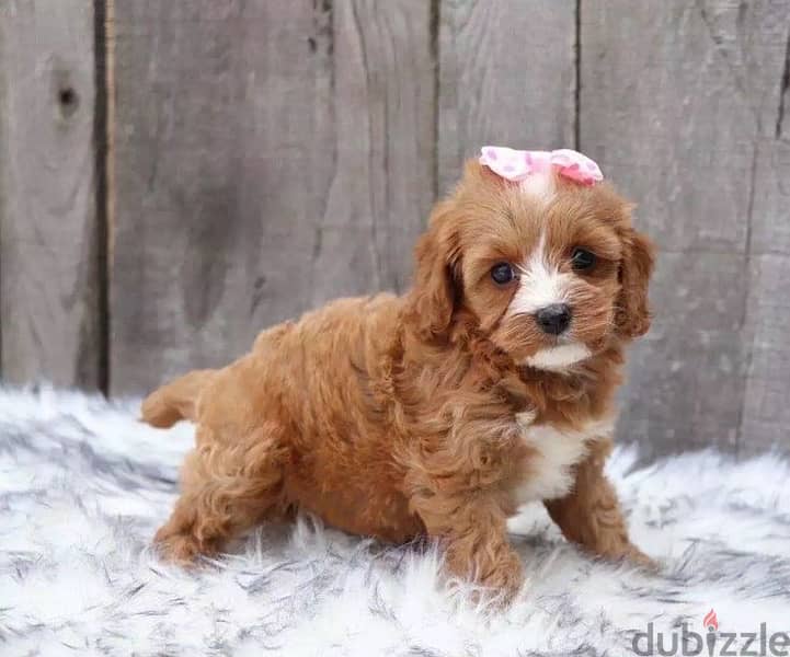 Cavapoo Brown imported delivery puppy 0