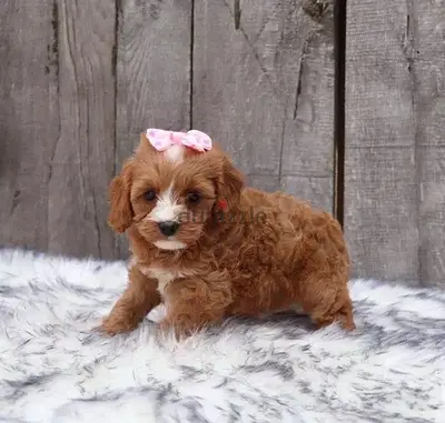 Cavapoo Brown Imported Delivery