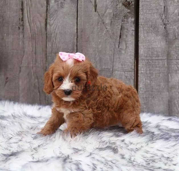 Cavapoo Brown Imported Delivery 0