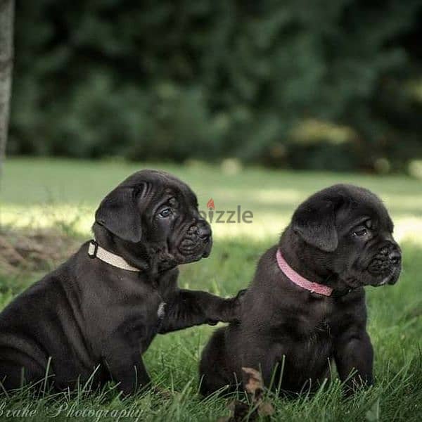Italian Mastiff Cane Corso Puppies/ dog كلاب 0