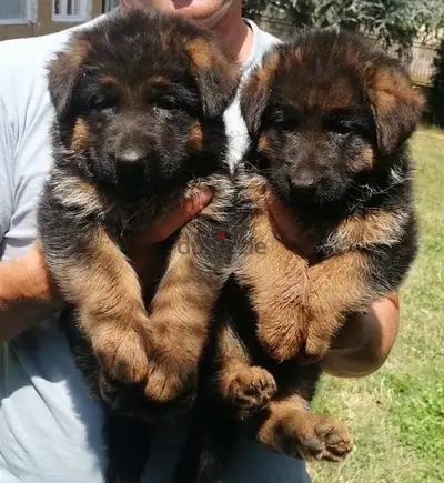 Impressive German Shepherd high quality showline puppy Dog Dlvry كلاب Impressive German Shepherd high quality showline puppy Dog Dlvry كلاب