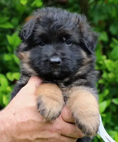 Purebred German Shepherd Showline Puppies/ dog كلاب