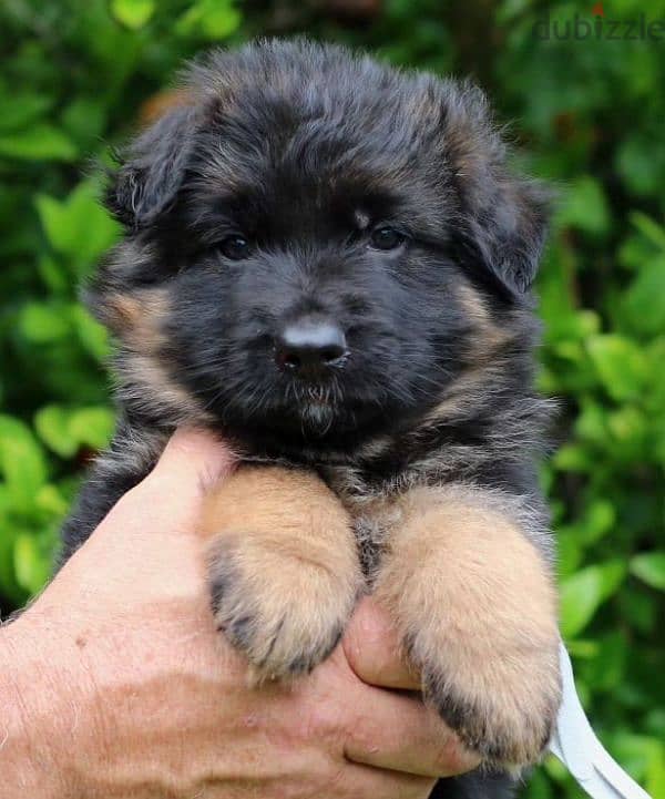 Purebred German Shepherd Showline Puppies/ dog كلاب 0