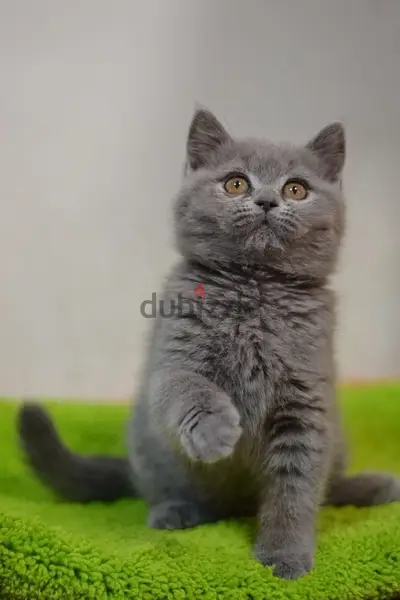 british grey kitten Cute Face