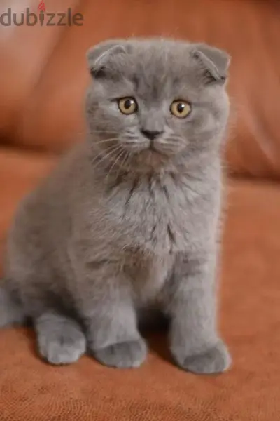 Scottish fold kitten delivery