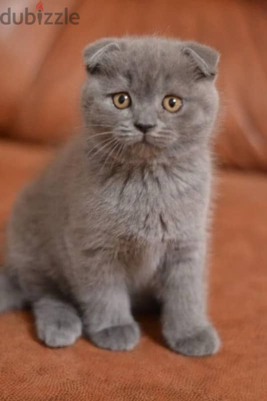 Scottish fold kitten delivery 0