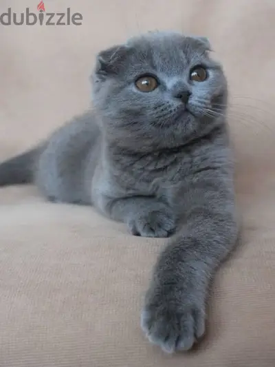 Scottish fold kitten