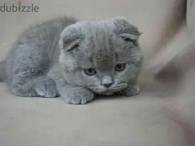Scottish fold grey Kitten