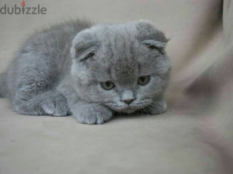 Scottish fold grey Kitten 0