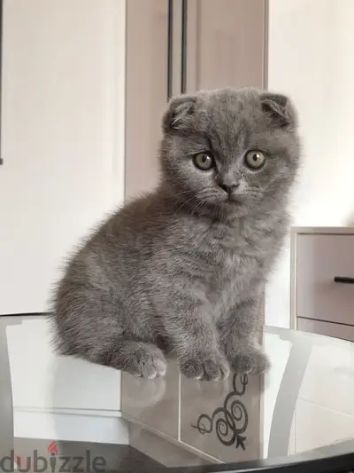 scottish fold blue Kitten delivery available