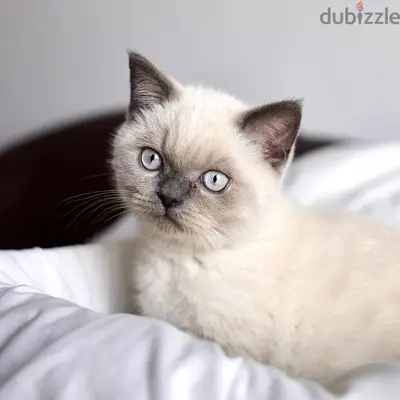 British blue point Kitten plus delivery
