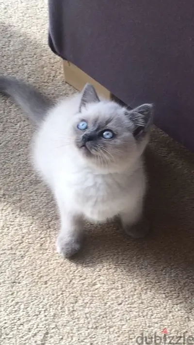 british blue point kitten delivery