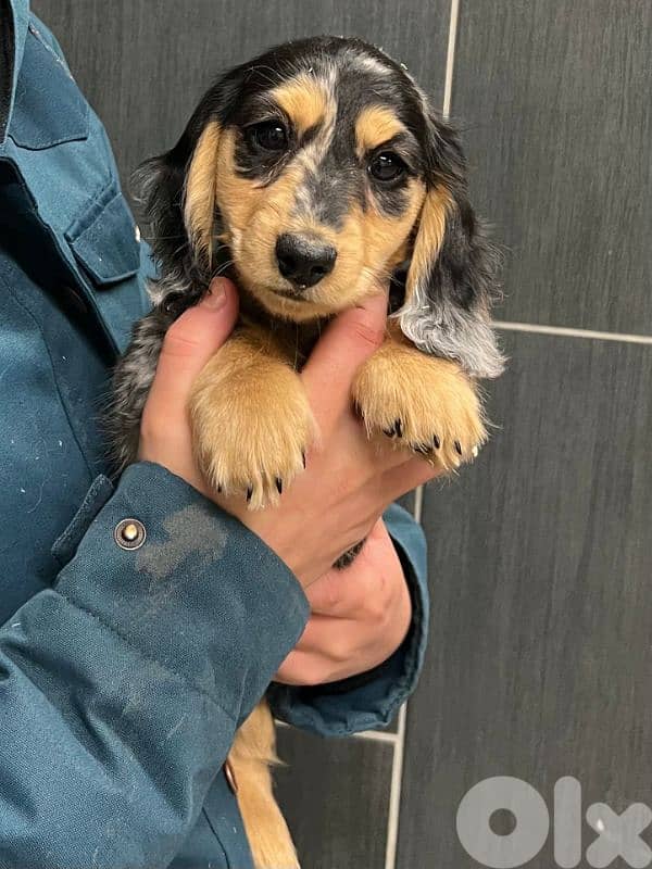 European Miniature Dachshund 1