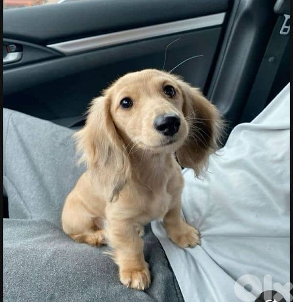 European Miniature Dachshund 5