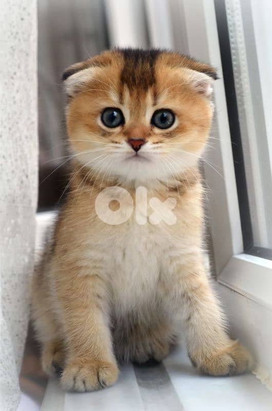 Special Scottish Fold Golden Chinchilla Kitten/ cat dog 0