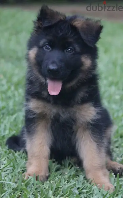 German shepherd puppies/ dog كلاب