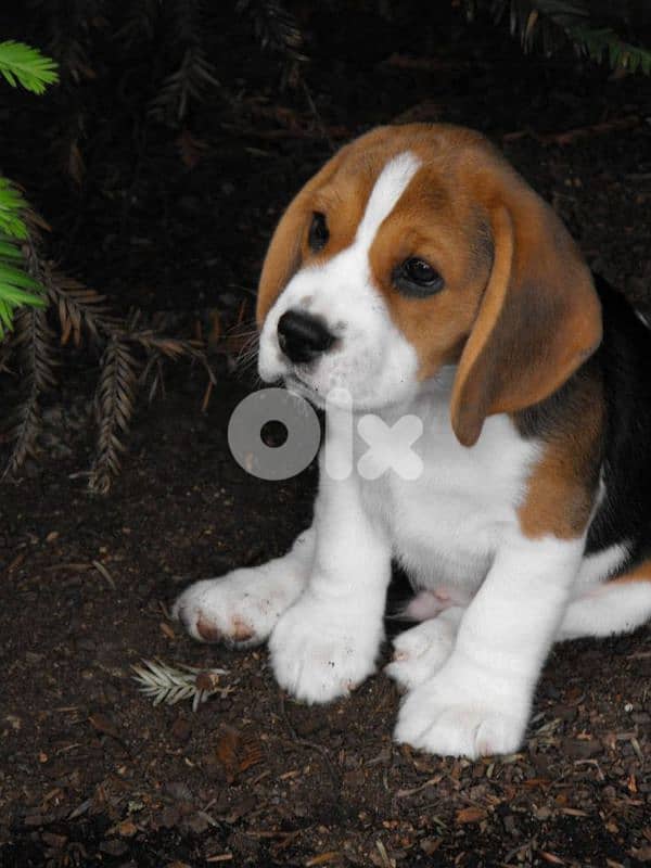 Beagle Puppies in Store/ dog كلاب 0