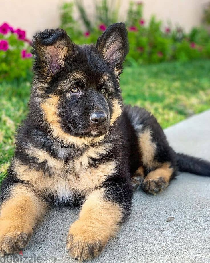 German Shepherd Showline Puppies/ dog كلاب 0