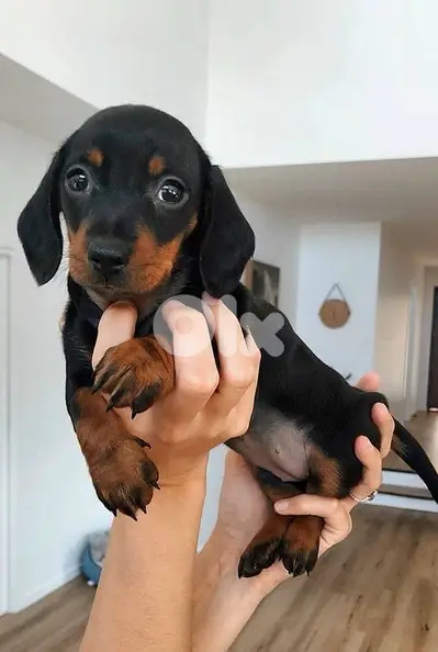 Mini Dachshund Imported black and tan teckel wiener